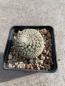 Preview: Turbinicarpus valdezianus
